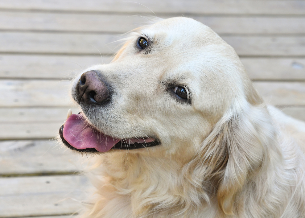 Golden Retreiver Dog