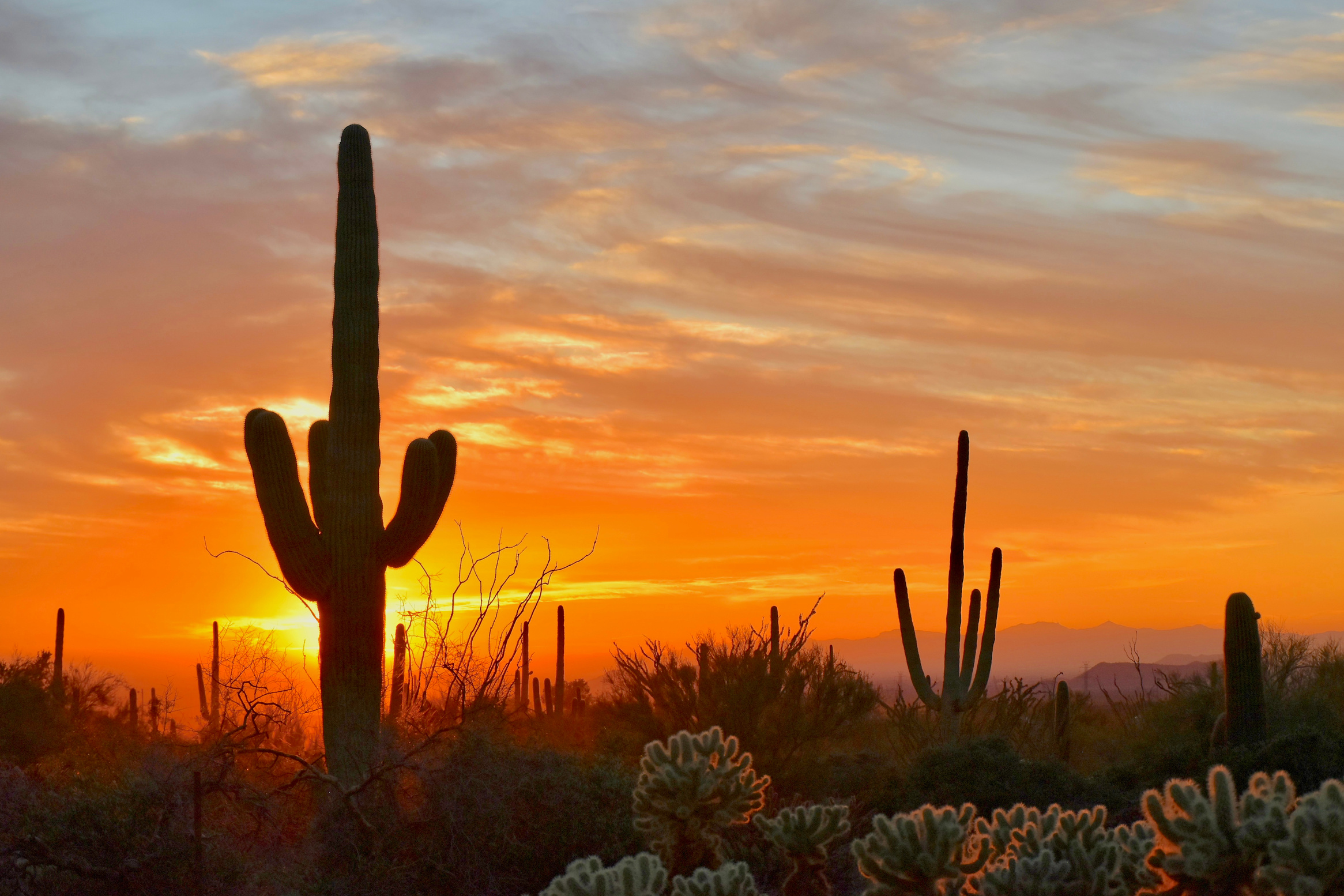 Scottsdale Cactus Sunset