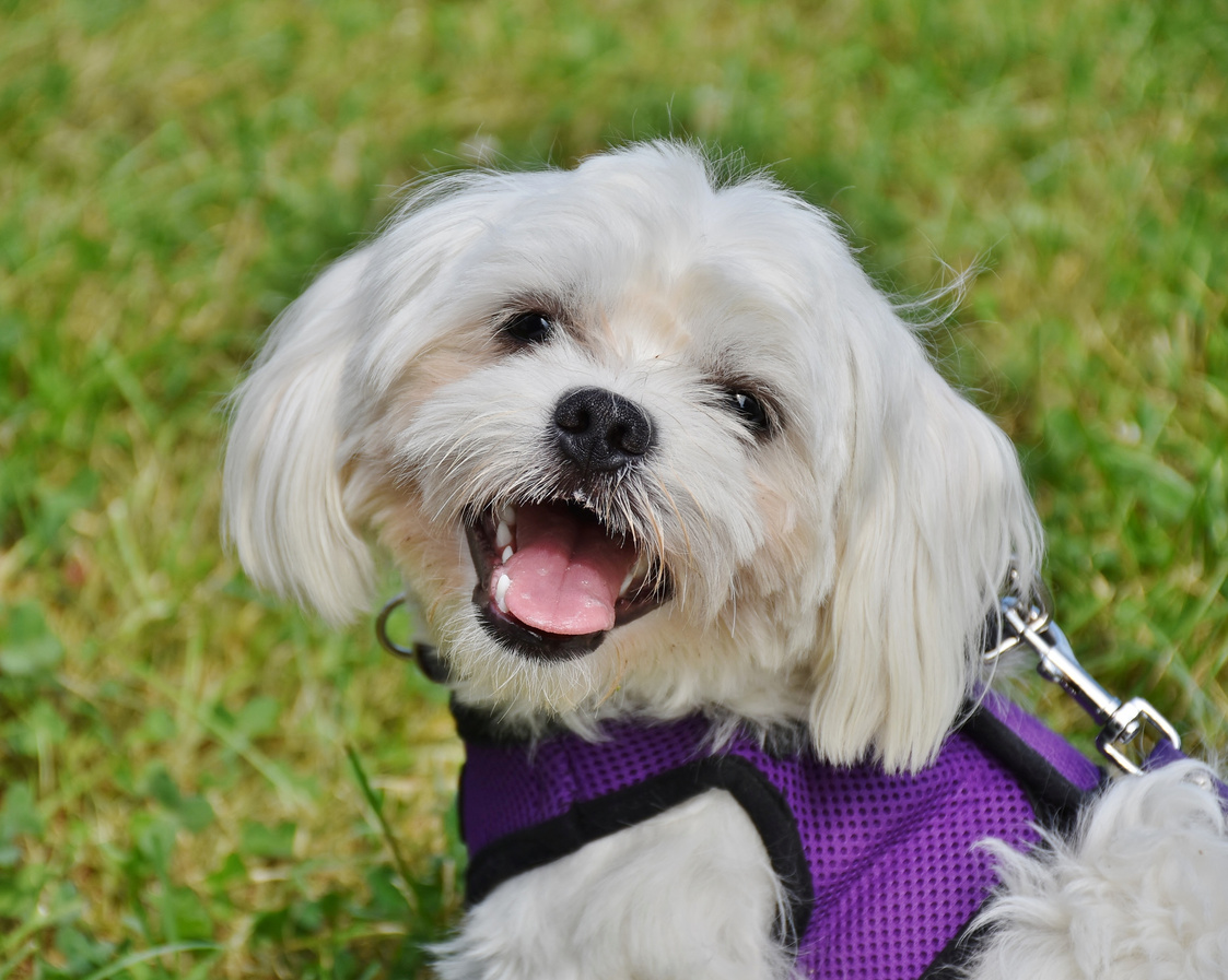 Cute Maltese Dog